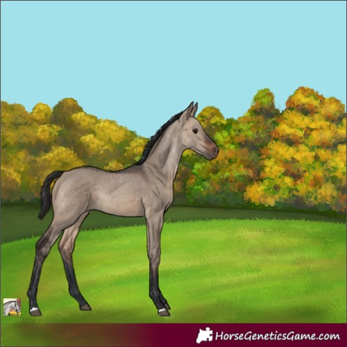 Horse Color:Brown Dun 