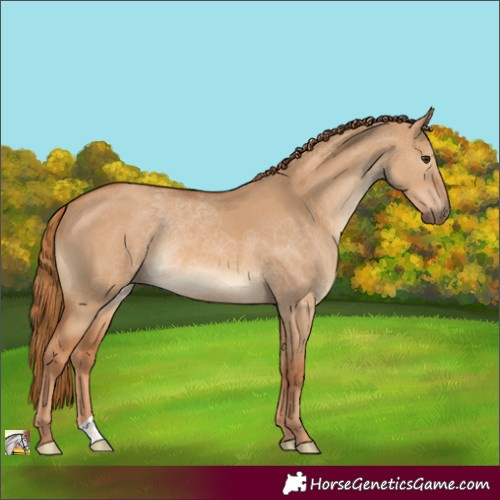 Horse Color:Red Dun 