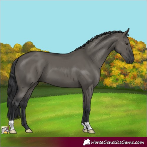 Horse Color:Grullo 