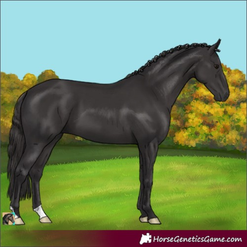 Horse Color:Smoky Black 