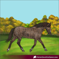 Horse Color:Liver Chestnut  and Liver Red Dun 