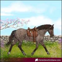 Horse Color:Liver Chestnut  and Liver Red Dun 
