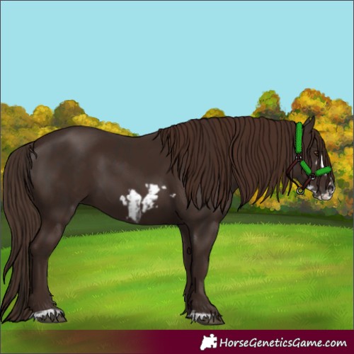 Horse Color:Liver Chestnut  and Liver Chestnut Frame 