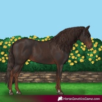 Horse Color:Liver Chestnut  and Liver Chestnut 