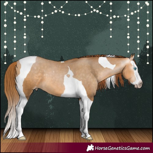 Horse Color:Gray Buckskin Pearl Splash Tobiano Appaloosa 