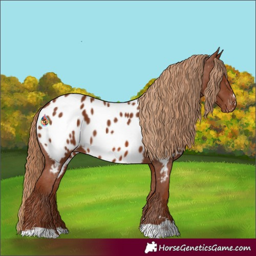 Horse Color:Chestnut Near Leopard 