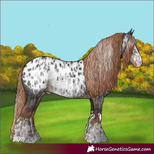 Horse Color:Liver Chestnut Appaloosa and Gray Liver Chestnut Appaloosa