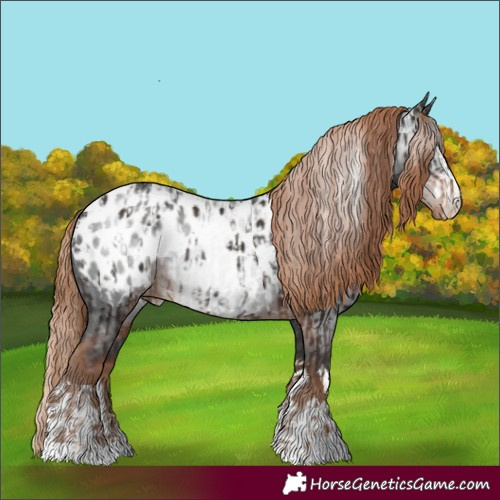 Horse Color:Liver Chestnut Appaloosa  and Gray Liver Chestnut Appaloosa 