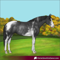 Horse Color:Black Sabino Tobiano Rabicano