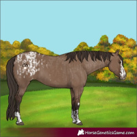 Horse Color:Liver Red Dun Appaloosa and Liver Red Dun