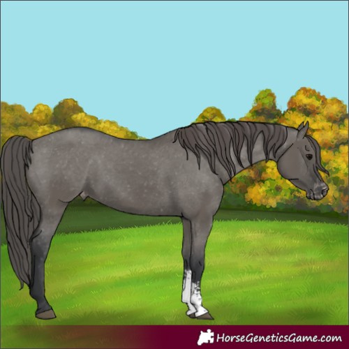 Horse Color:Grullo Sabino Appaloosa Rabicano 