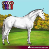 Horse Color:Liver Chestnut Sabino Rabicano 