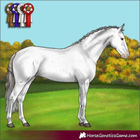 Horse Color:Liver Chestnut Sabino Rabicano 