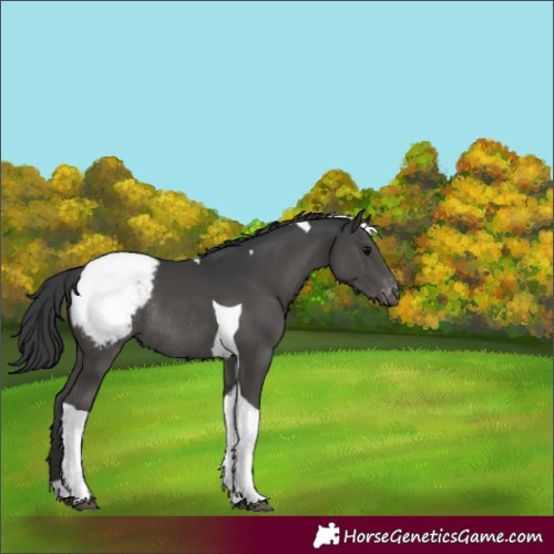 Horse Color:Black Tobiano Snowcap Rabicano 
