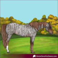 Horse Color:Liver Red Roan  and Liver Red Roan Rabicano 