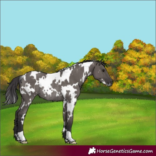 Horse Color:White Spotted Smoky Grullo Rabicano 