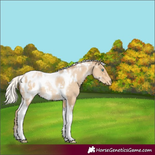 Horse Color:White Spotted Silver Smoky Black Pearl Tobiano Appaloosa 