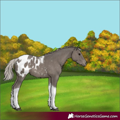 Horse Color:Silver Black Tobiano Blanket 