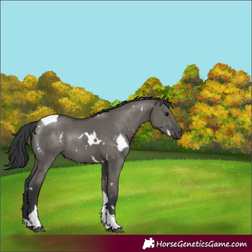 Horse Color:White Spotted Grullo Tobiano Rabicano 