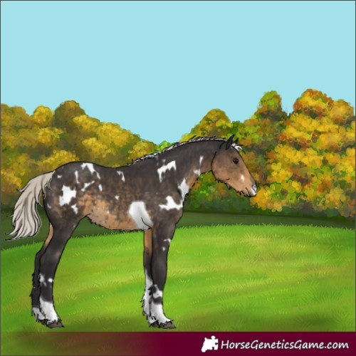Horse Color:White Spotted Silver Smoky Black Tobiano Rabicano 