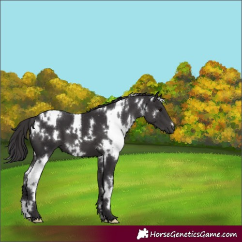 Horse Color:White Spotted Smoky Black 