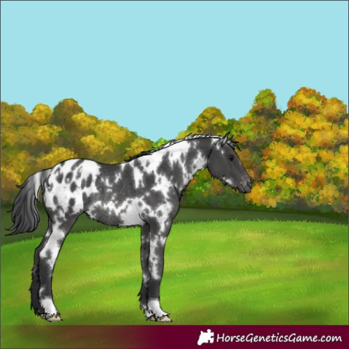 Horse Color:White Spotted Black Appaloosa Rabicano 