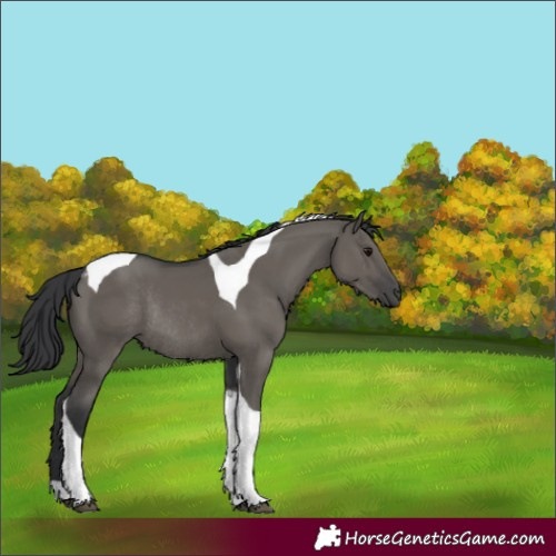 Horse Color:Grullo Tobiano Rabicano 