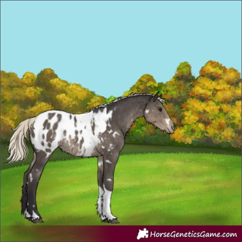 Horse Color:White Spotted Silver Smoky Black Tobiano Blanket Rabicano 