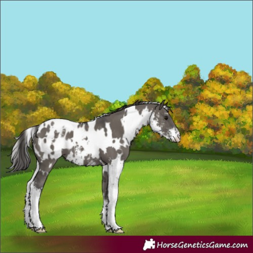 Horse Color:White Spotted Grullo Sabino Blanket 