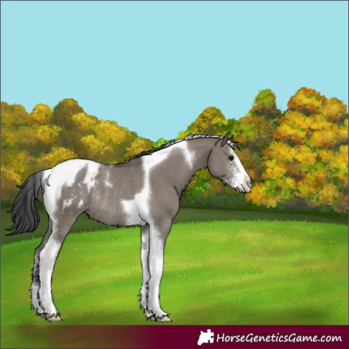 Horse Color:Grullo Sabino Tobiano Blanket Rabicano 