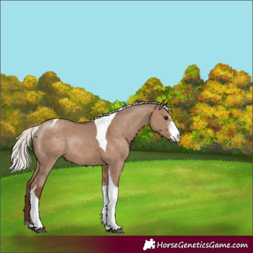 Horse Color:Silver Grullo Sabino Tobiano Rabicano 