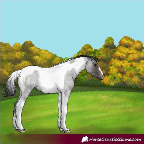 Horse Color:Blue Roan Tobiano Varnish Rabicano 