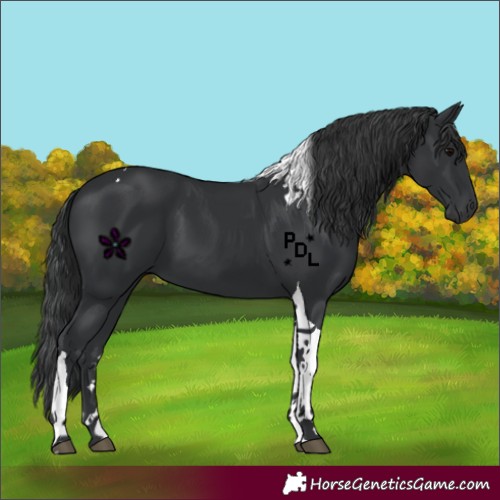 Horse Color:Black Tobiano 