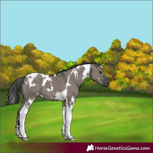 Horse Color:White Spotted Grullo Tobiano 