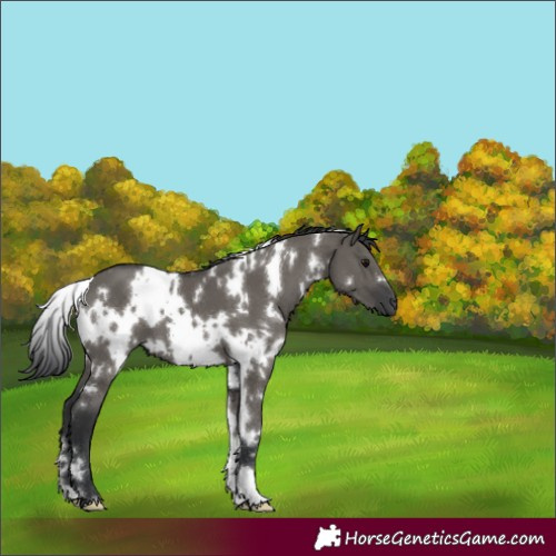 Horse Color:White Spotted Grullo 