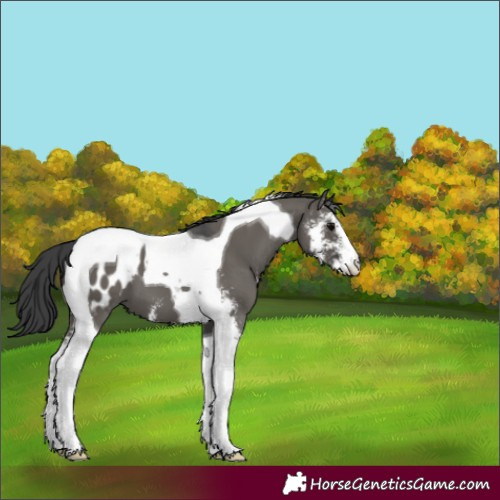 Horse Color:Grullo Sabino Tobiano Blanket 
