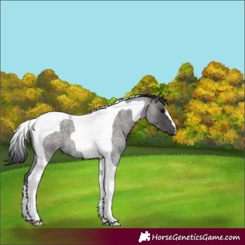 Horse Color:Blue Roan Tobiano 
