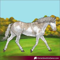 Horse Color:Powder White White Spotted Silver Smoky Grullo Onyx Splash Rabicano 