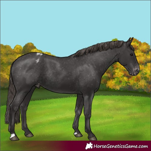 Horse Color:Smoky Black Varnish Rabicano 