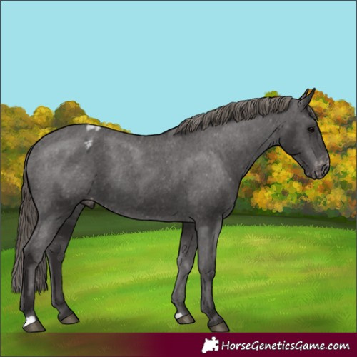 Horse Color:Smoky Black Appaloosa Rabicano