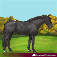 Horse Color:Smoky Black Varnish Rabicano 
