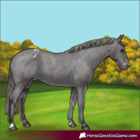 Horse Color:Smoky Black Varnish Rabicano