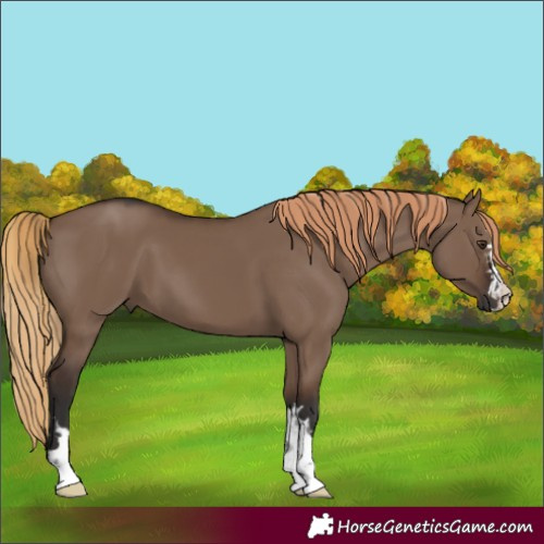 Horse Color:Liver Red Dun  and Liver Red Dun 