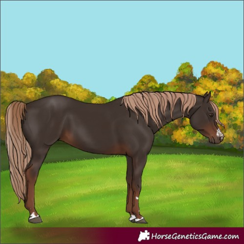Horse Color:Liver Chestnut 