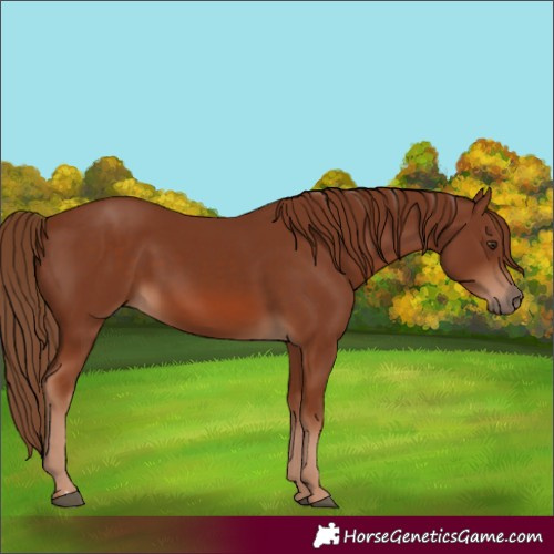 Horse Color:Chestnut 