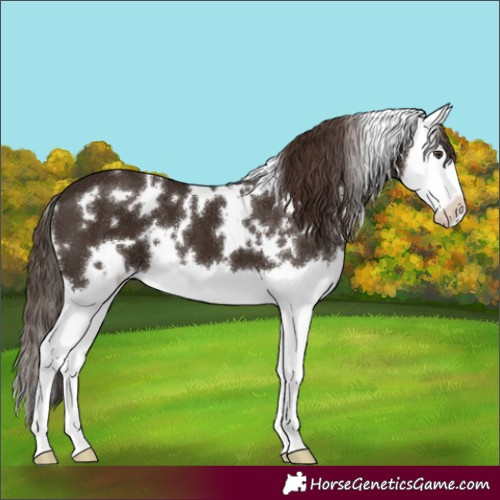 Horse Color:White Spotted Liver Chestnut Splash 