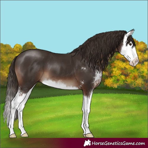 Horse Color:Liver Chestnut Sabino Splash 