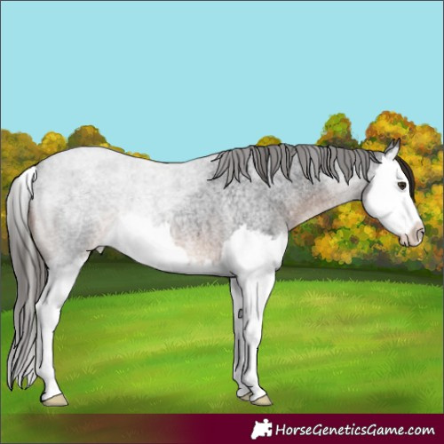 Horse Color:Liver Red Roan Splash 