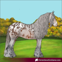 Horse Color:Bay Appaloosa and Bay Splash Appaloosa