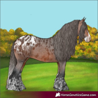 Horse Color:Bay Appaloosa  and Bay Splash Appaloosa 